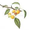 Ornamental Crabapple
 "Late Summer"   8 in. x 10 in. 
