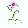 Dianthus  8 in.x 10 in.