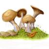 Blue Leg Mushrooms 
8 in. x 10 in.