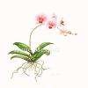 Pink Orchid Hybrid
size  14 in. x 14 in.