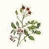 Fall Berries and Hips   
10 in.  X 12 in.