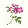 Rosa 'American Pillar' 
10 in.  X 12 in.